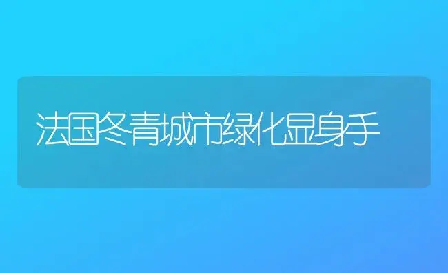 法国冬青城市绿化显身手 | 植物知识