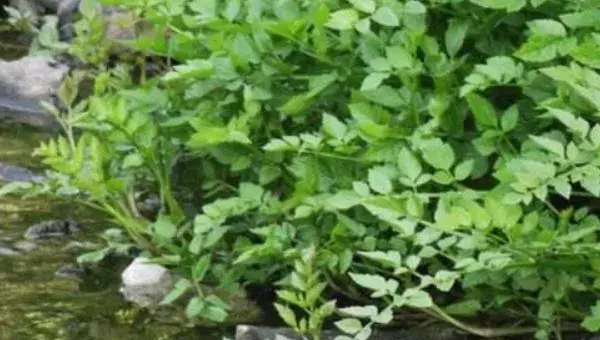 水芹菜种子种植方法和时间 水芹菜旱地种植技术