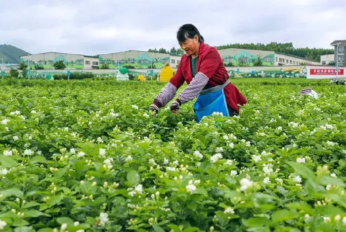 茉莉冬季掉叶子正常吗？冬季要如何养护茉莉？