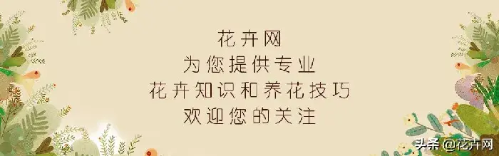 无土栽培的绿萝怎么养护？