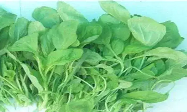 苋菜常见栽培品种有哪些