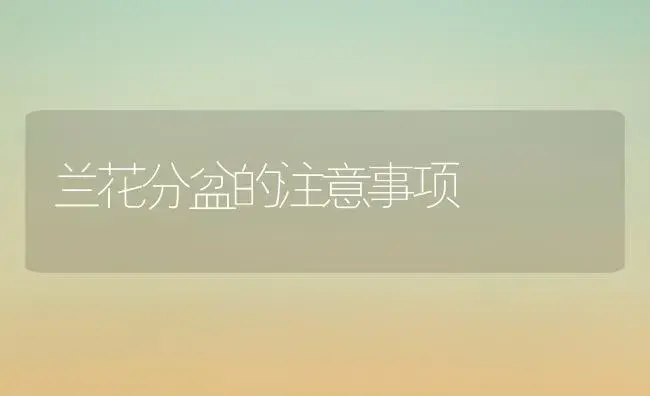 兰花分盆的注意事项 | 植物科普