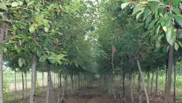 碧根果种植条件 碧根果适合种植地区