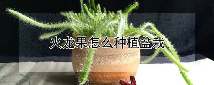 火龙果怎么种植盆栽