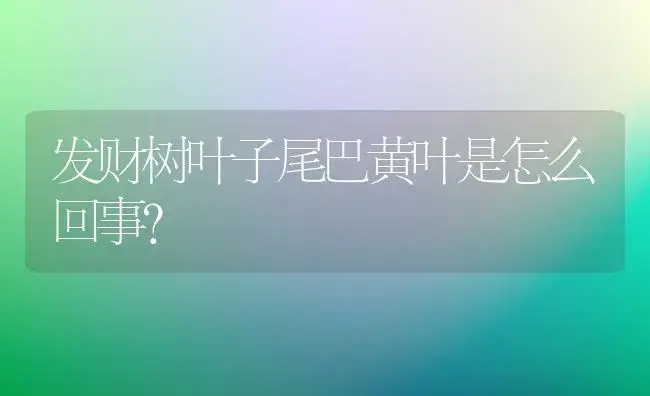 发财树叶子尾巴黄叶是怎么回事？ | 植物问答