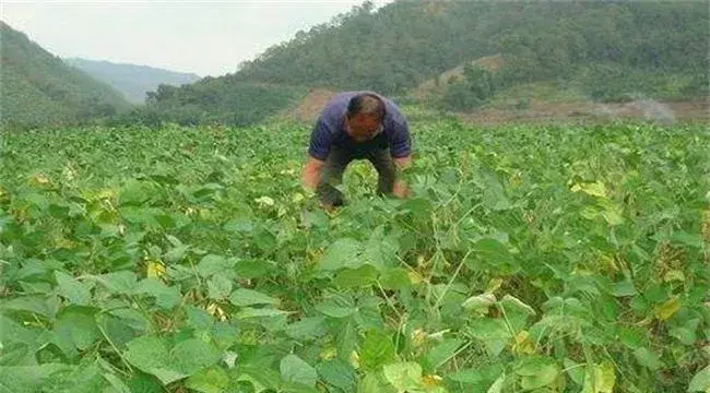 大豆对环境条件的要求