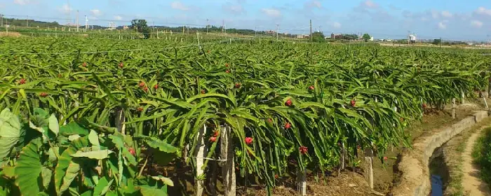 种植果园需要投资多少钱 果园种植规划方案