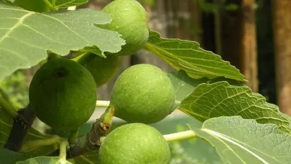 2018种无花果赚钱吗？无花果种植的利润与投资成本及前景预测