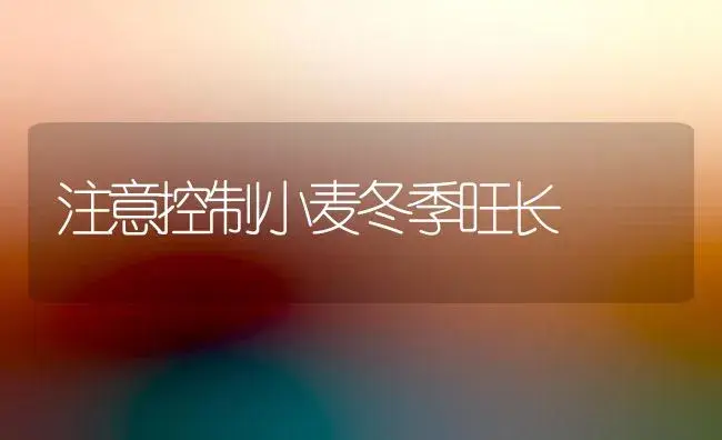 注意控制小麦冬季旺长 | 植物科普