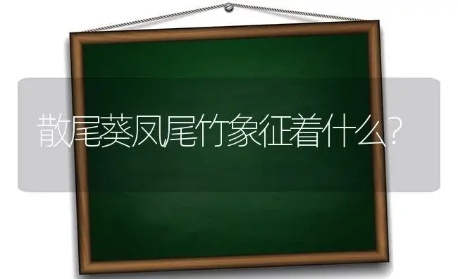 散尾葵凤尾竹象征着什么？ | 植物问答