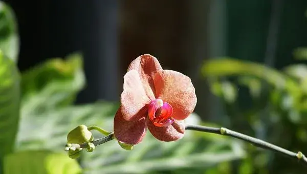 2018种兰花赚钱吗？兰花种植的利润与投资成本及前景预测