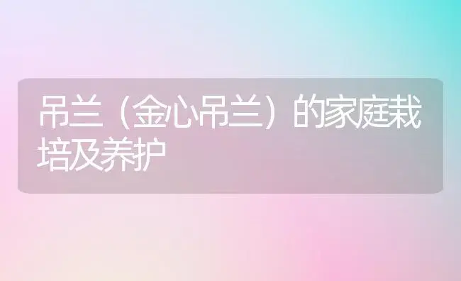 吊兰（金心吊兰）的家庭栽培及养护 | 植物科普