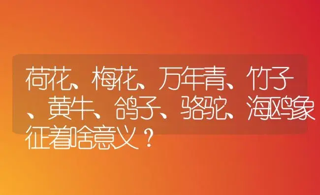 荷花、梅花、万年青、竹子、黄牛、鸽子、骆驼、海鸥象征着啥意义？ | 植物问答