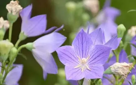 种桔梗的科学栽植技术