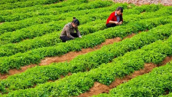 太子参亩产量多少 太子参种植效益高吗