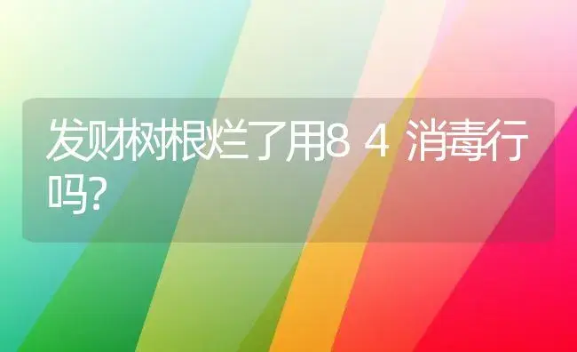 发财树根烂了用84消毒行吗？ | 植物问答