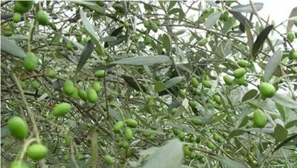 油橄榄种植技巧分析