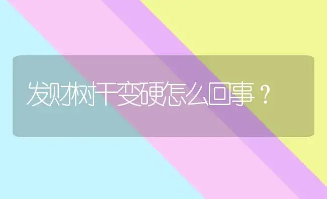 发财树干变硬怎么回事？ | 植物问答