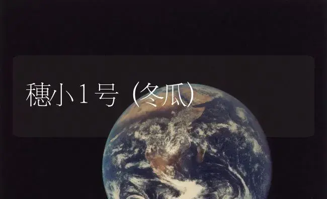 穗小１号（冬瓜） | 植物百科