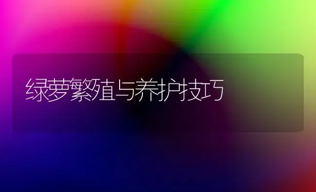 绿萝繁殖与养护技巧 | 植物知识
