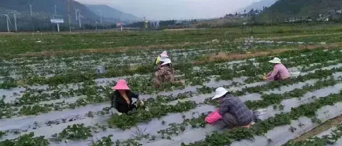 露天草莓几月份种植