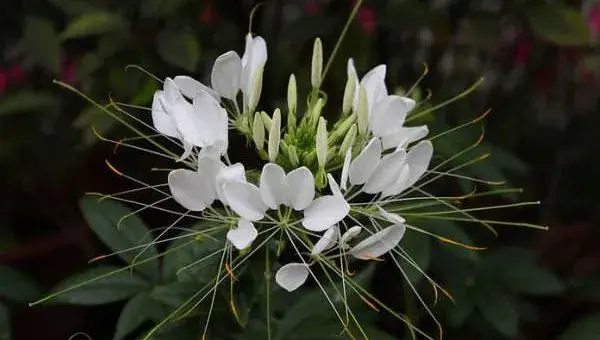 醉蝶花什么时候种 醉蝶花播种时间