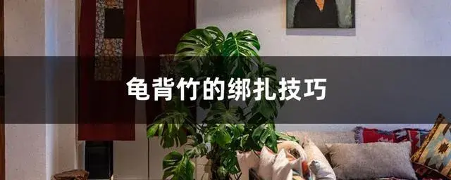 龟背竹怎么固定？