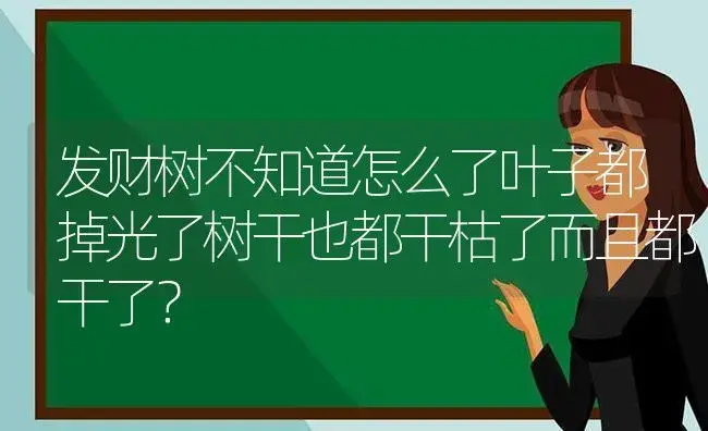 发财树不知道怎么了叶子都掉光了树干也都干枯了而且都干了？ | 植物问答