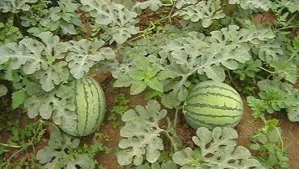 西瓜种植修剪3要点