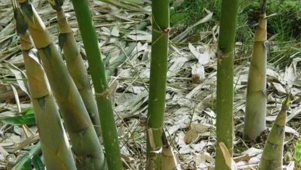 竹笋种植新技术