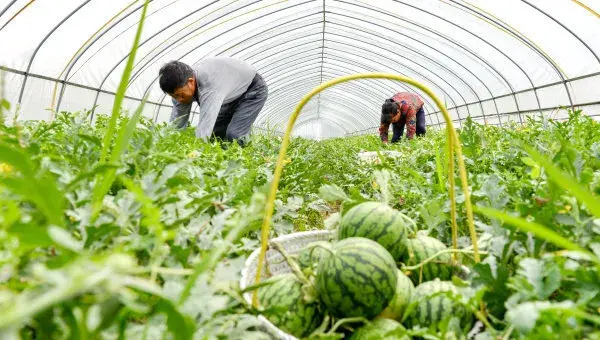 大棚西瓜种植技术9个技巧分享