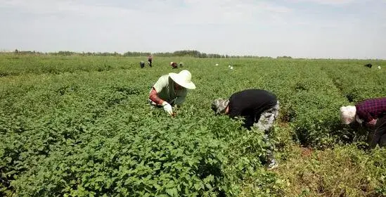 2017种甘草赚钱吗？2017种甘草前景及市场价格行情分析