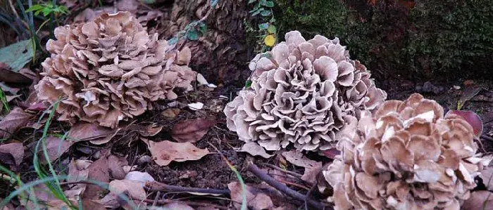 灰树花种植前景效益分析 灰树花种植亩产量多少斤