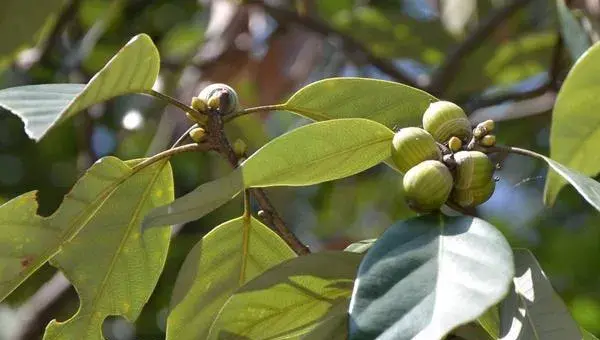 橡子种植技术 橡子果可以发芽种植吗