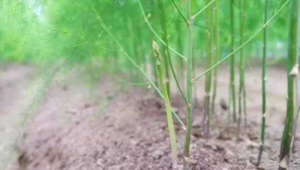 芦笋的高效种植技术及管理要点