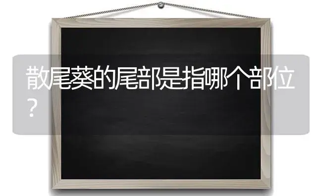 散尾葵的尾部是指哪个部位？ | 植物问答