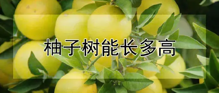 柚子树能长多高