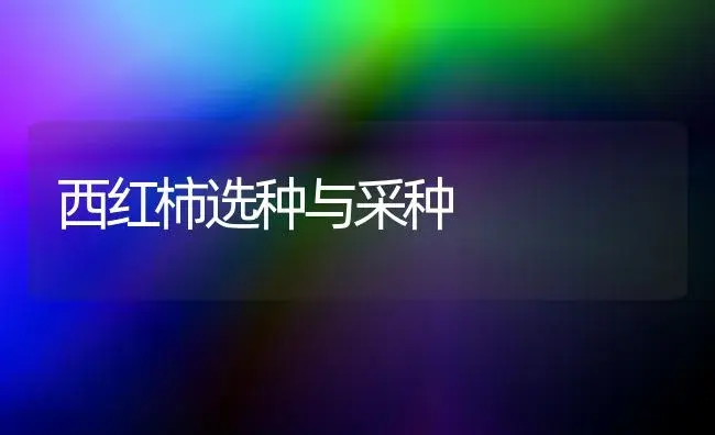 西红柿选种与采种 | 植物科普