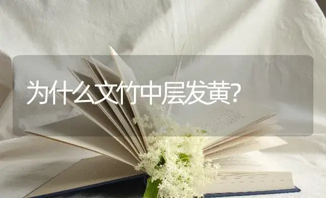 为什么文竹中层发黄？ | 植物问答