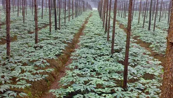 2018种三七赚钱吗？三七种植的利润与投资成本及前景预测