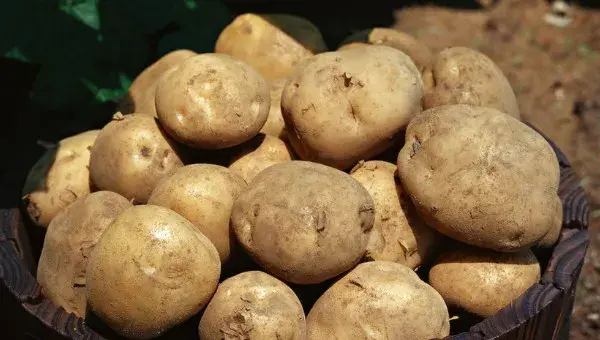 土豆怎样掐苗剪枝