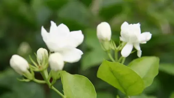 盆栽茉莉花怎么修剪枝叶 茉莉花养护方法