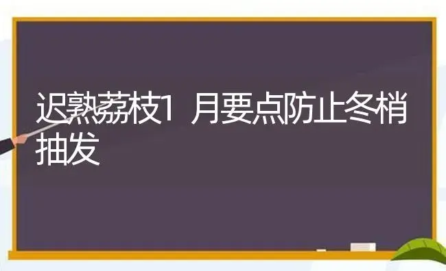 迟熟荔枝1月要点防止冬梢抽发 | 植物科普