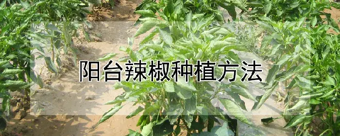 阳台辣椒种植方法