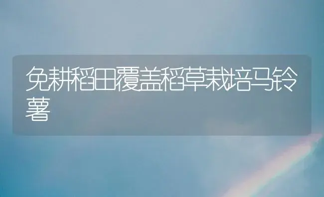 免耕稻田覆盖稻草栽培马铃薯 | 植物科普
