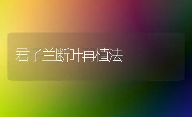 君子兰断叶再植法 | 植物科普
