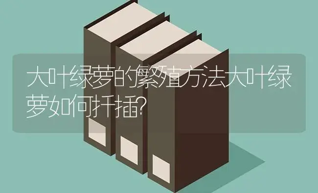 大叶绿萝的繁殖方法大叶绿萝如何扦插？ | 植物问答