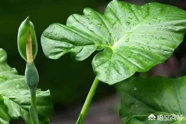 有一种叫“滴水观音”的花可否适合在家养？有讲究吗？