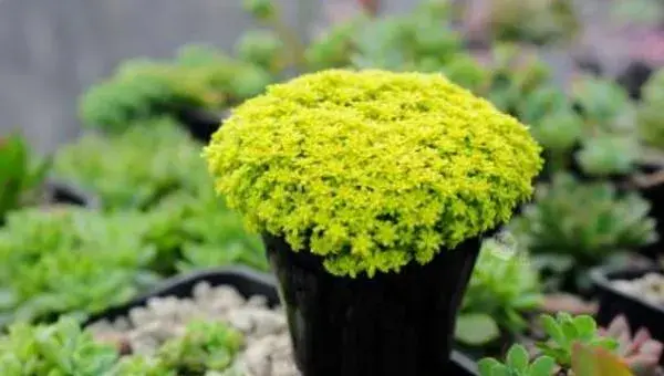 黄金万年草移盆注意事项 黄金万年草浇水技巧