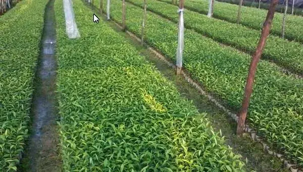 茶苗栽培种植技术